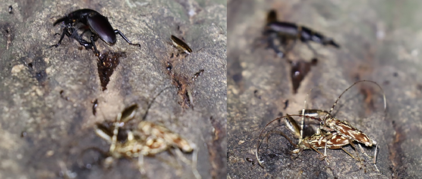 コクワガタのペア＋キマダラカミキリのペア_凄いコナラ_2023年5月27日20時10分 気温19.5度